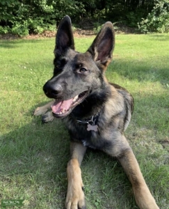 German Shepherd/Belgian Malinois stud Listing Image