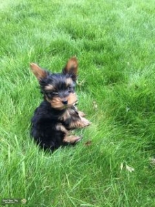 Teacup Yorkie ACA registered Listing Image