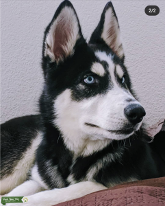 Siberian Husky  Listing Image