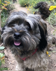 Brownish Gray Terrier,  Listing Image