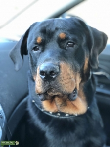 Rottweiler  Listing Image