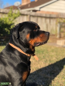 Rottweiler Stud  Listing Image