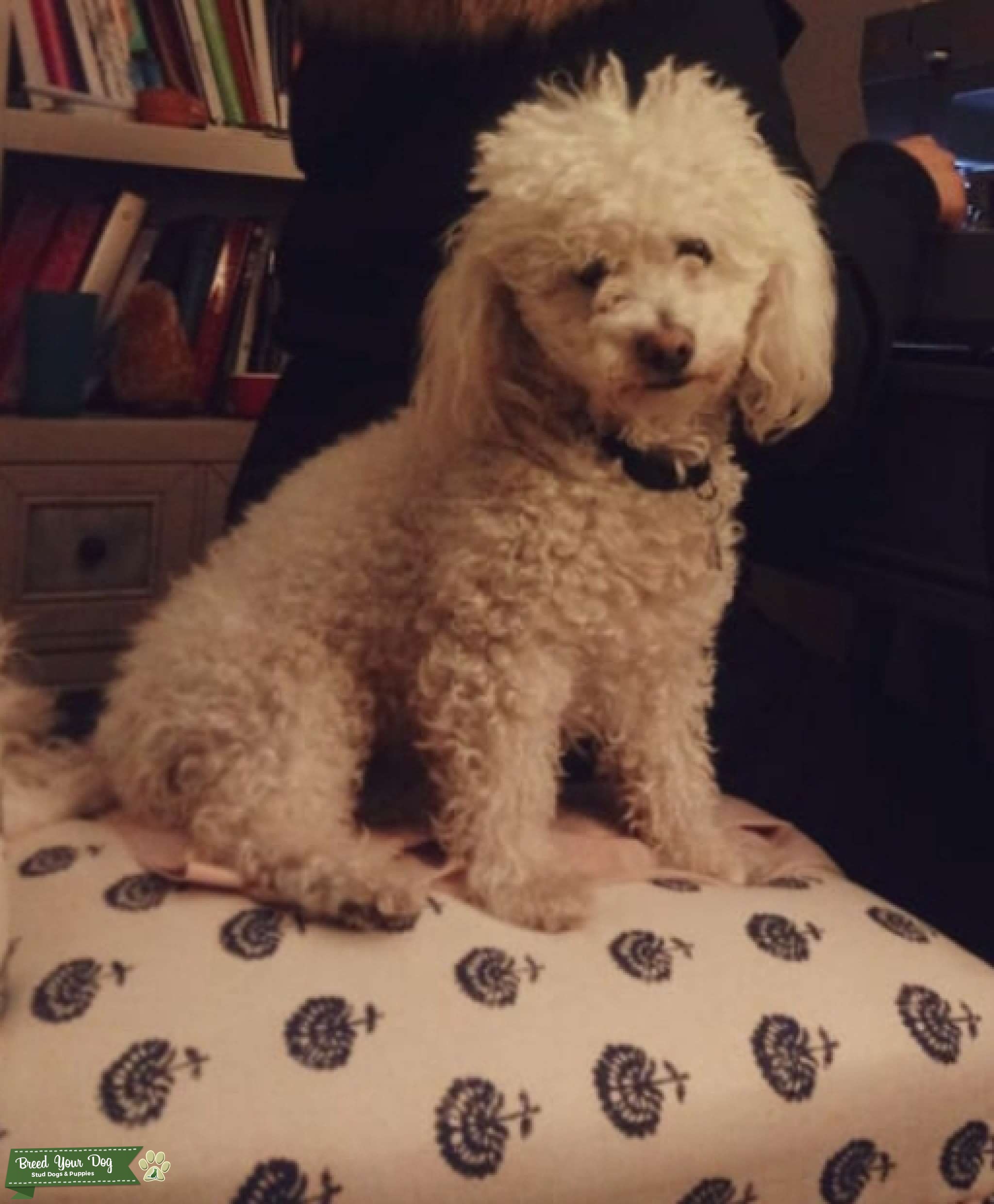 Seeking stud service Stud Dog in CA, the United States Breed Your Dog