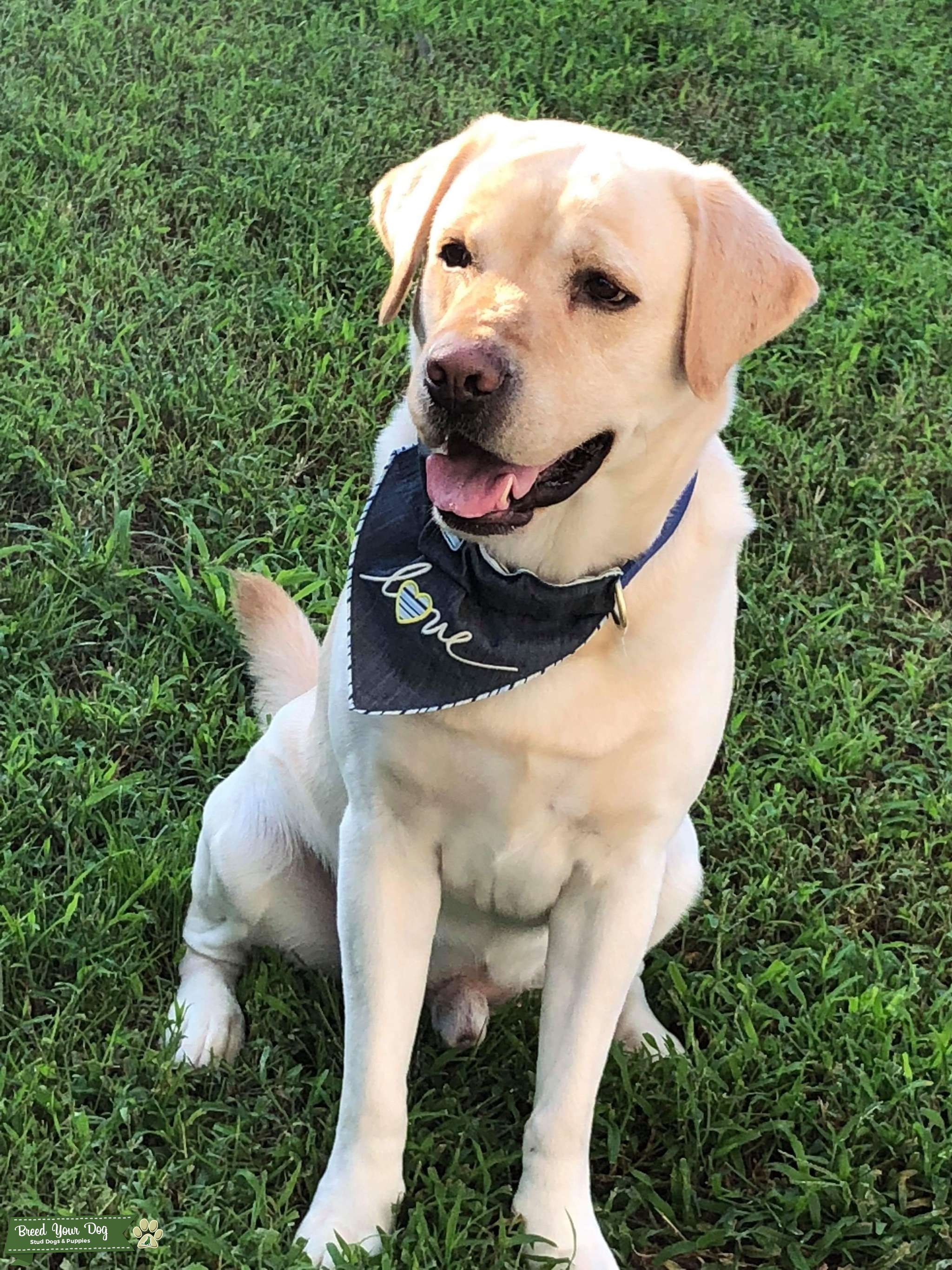 Beautiful Labrador looking for to breed Stud Dog in Virginia Beach