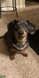 Mini dapple dashchund Listing Image