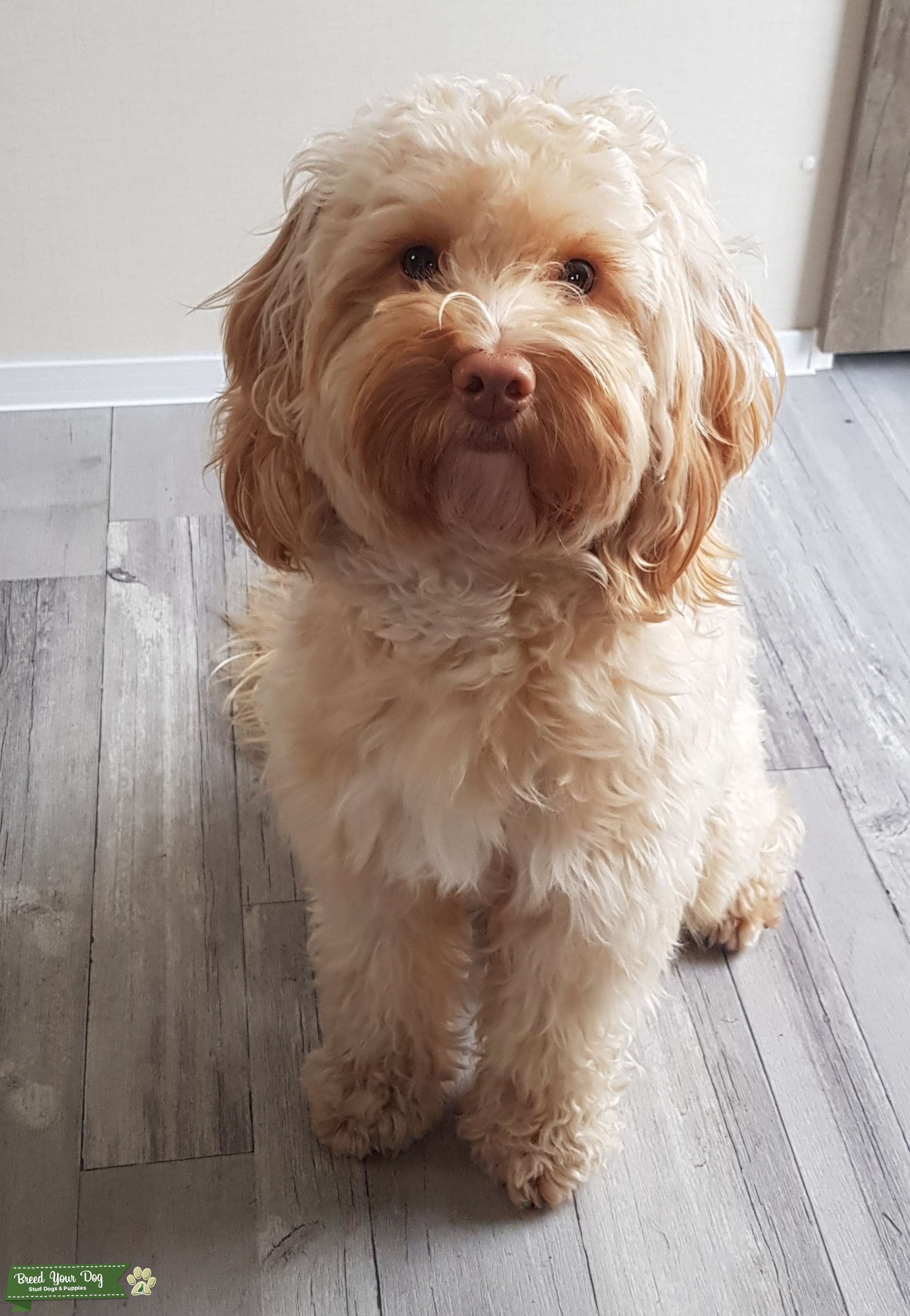 Male Cockapoo ready for breeding Stud Dog in Hampshire, the United