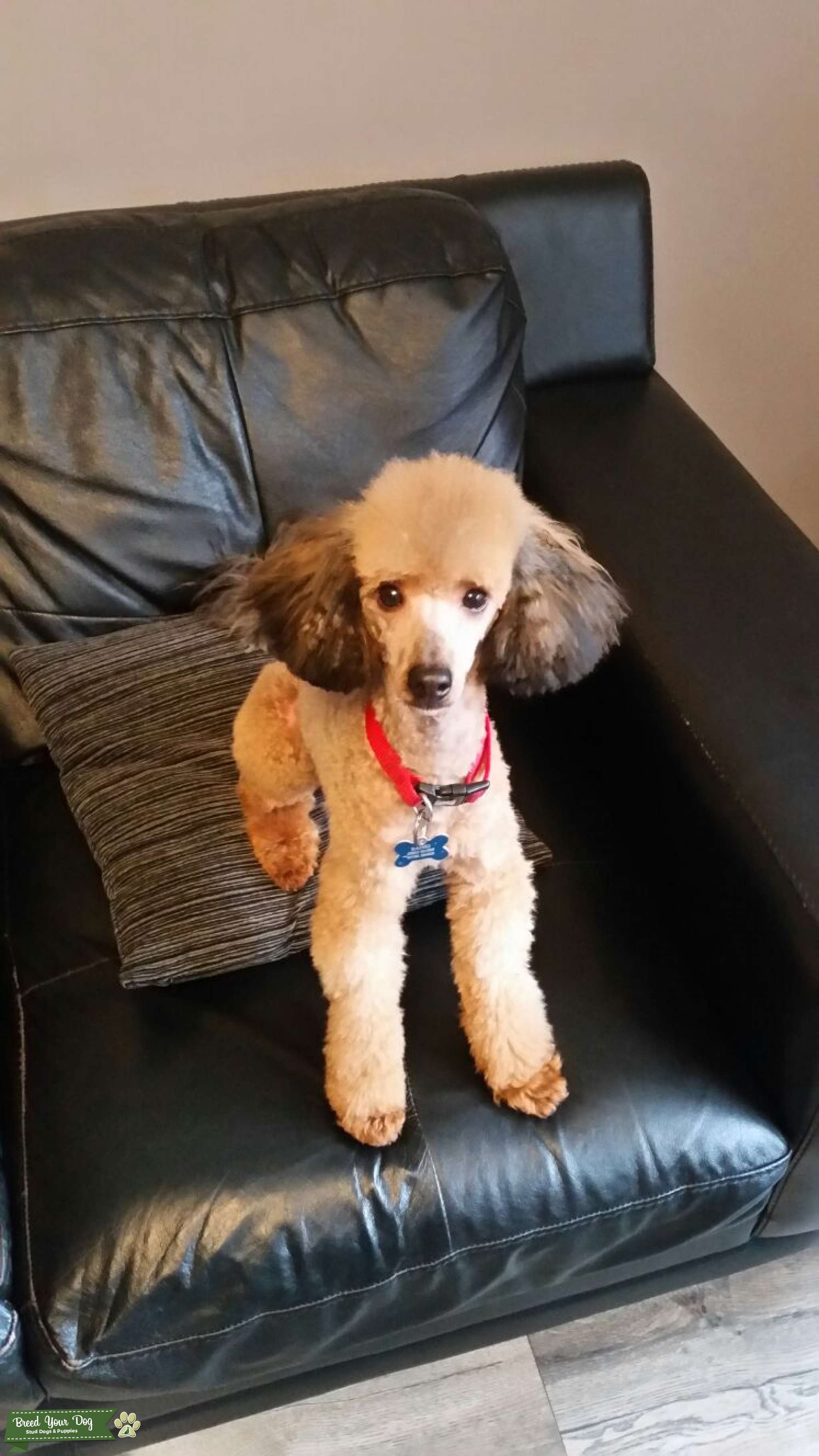 Chocolate pedigree toy poodle for stud Stud Dog in West Midlands, the