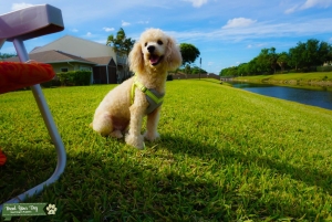 Looking to breed with a red poodle Listing Image