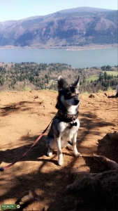 Looking for a stud for my girl  Listing Image