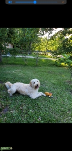 Blond Labradoodle Listing Image