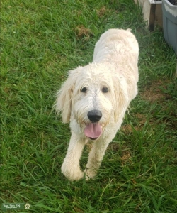 White F1B Goldendoodle  Listing Image