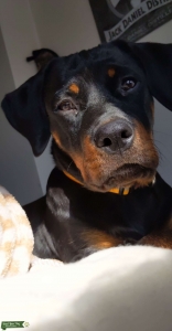 Full blood German Rott looking for stud Listing Image