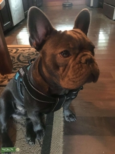 AKC Blue French Stud Listing Image