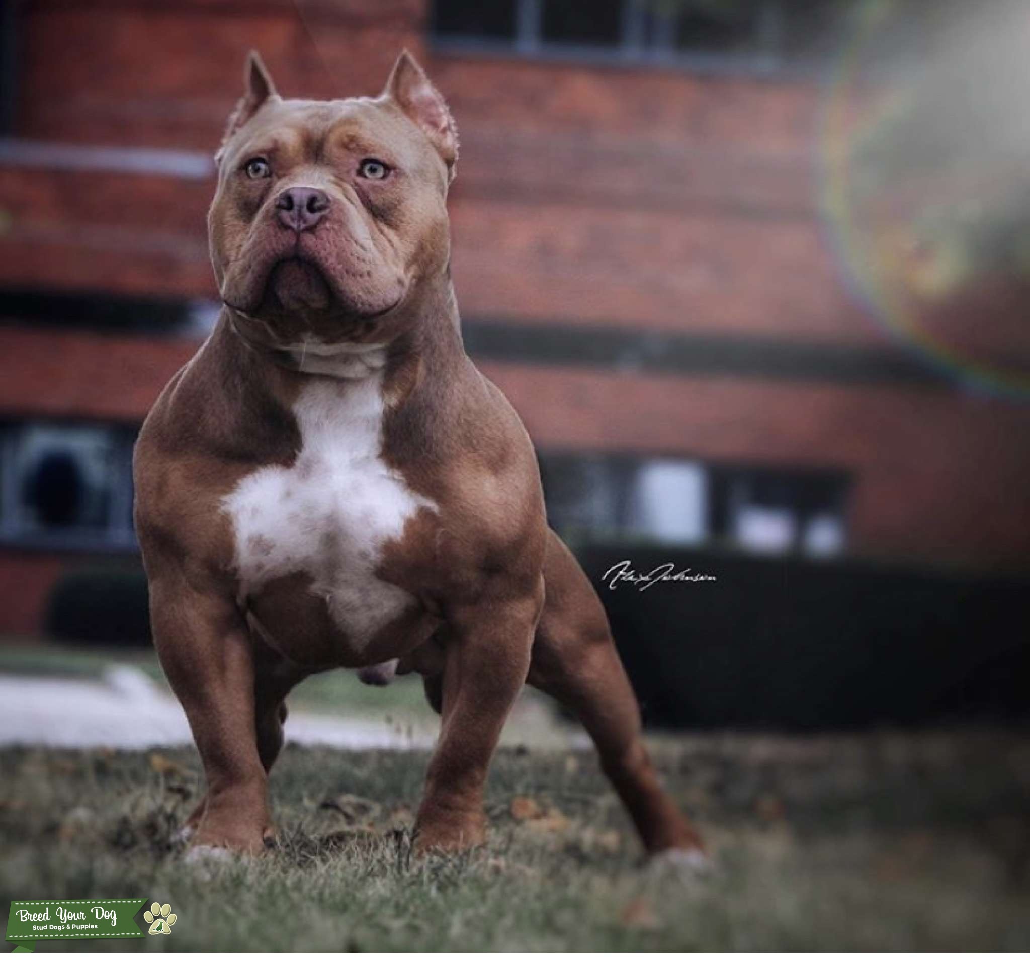American pocket Bully Stud Dog in Dundee, the United States Breed Your Dog
