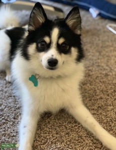 White and black Pomsky  Listing Image