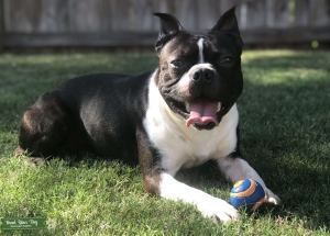3 year old male  Boston Terrier Listing Image