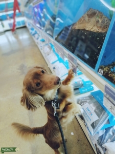 Long Hair Mini Weenie! Listing Image
