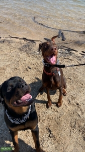 Male Doberman Ready to Breed Listing Image
