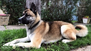 Looking for Akita bitch Listing Image