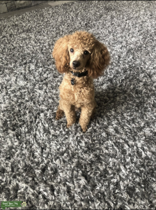 Red Toy Poodle Stud Listing Image