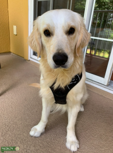 Purebred Golden Retriever English Cream Listing Image