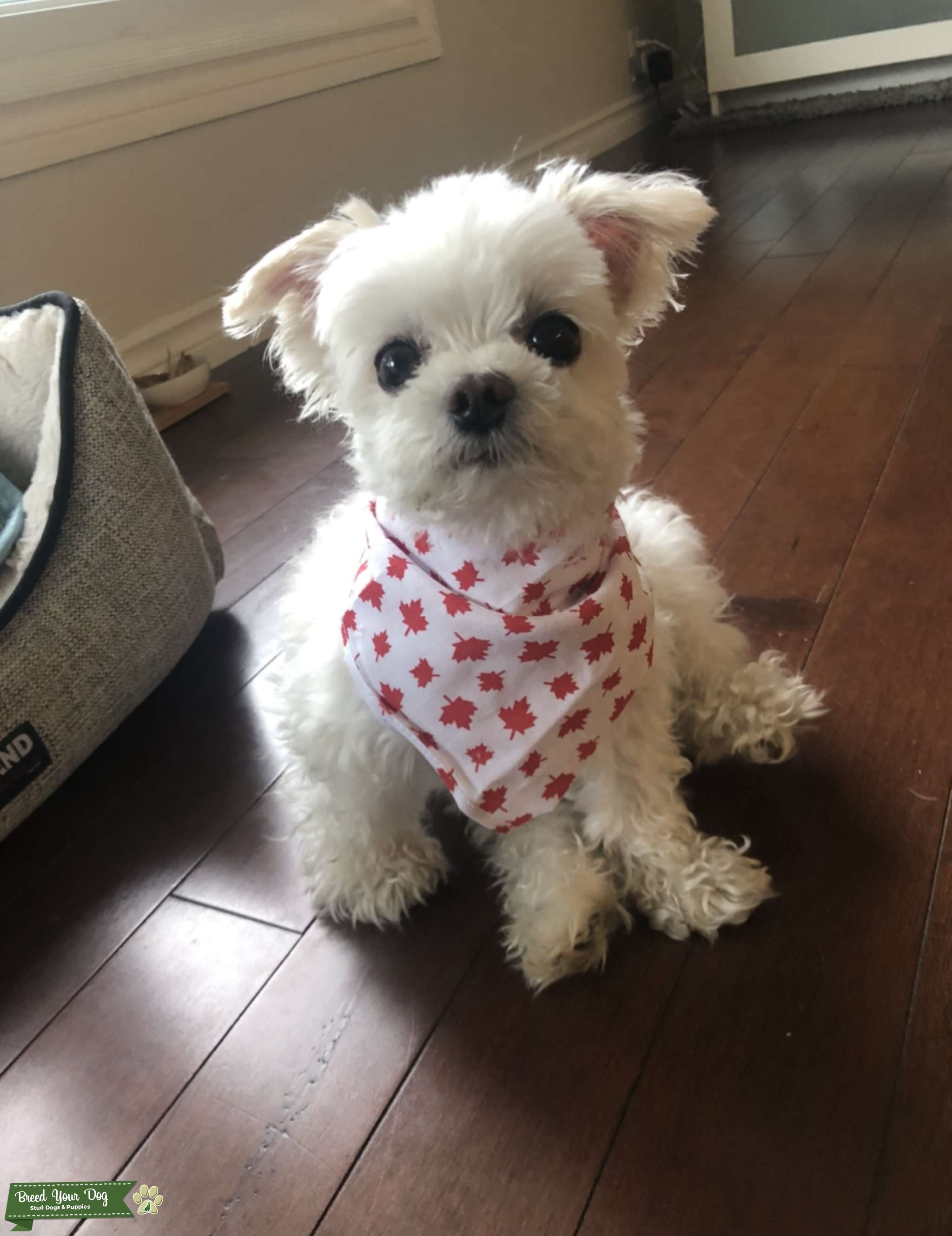 4 lbs Purebred Maltese Male Stud Dog Ottawa, ON Breed Your Dog