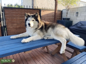 Husky Malamute Shepard with a little wolf 90lbs wolfdog stud  Listing Image