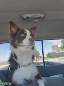 Female Bordie Aussie  Listing Image