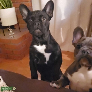 French Bulldog stud available (fluffy) Listing Image