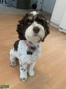Cockapoo Stud Listing Image