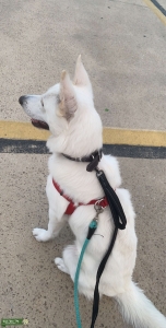 White German Shepherd Listing Image