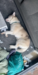 Male Pomsky Listing Image