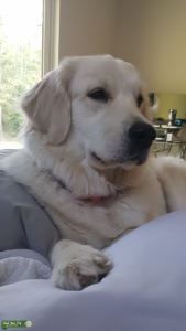 English Cream Golden Retriever Listing Image