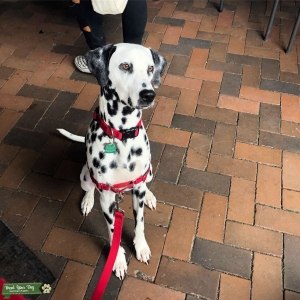 Black Spotted Male Dalmatian With Amber Eyes Listing Image