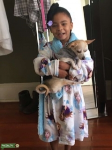 Chihuahua Listing Image