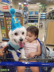 white pure maltese stud looking for a girlfriend Listing Image