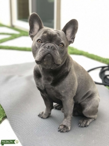 AKC Blue Frenchie Stud Listing Image