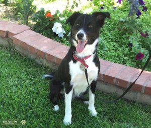 Australian Shepherd Border Collie Mix looking for Mate Listing Image