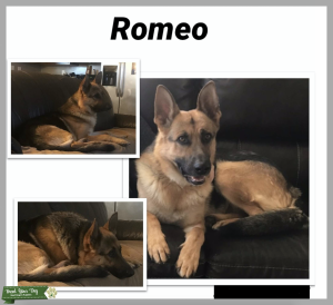 German Shepherd Stud Listing Image