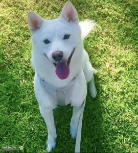 Beautiful And Instagram Famous White Shiba Husky Mix Seeks Full Breed Shiba Bitch Listing Image