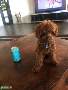 Red Toy Poodle Stud ~ 4lbs Listing Image
