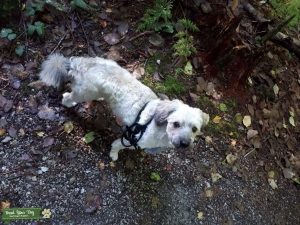 Silky terrier looking for a mid sized poodle or non shedding breed Listing Image