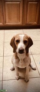 Beautiful Beagle for stud Listing Image