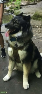 German Shepherd/ Alaskan malamute Listing Image