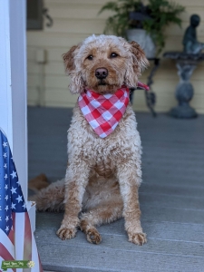 Female Mini Goldendoodle Listing Image