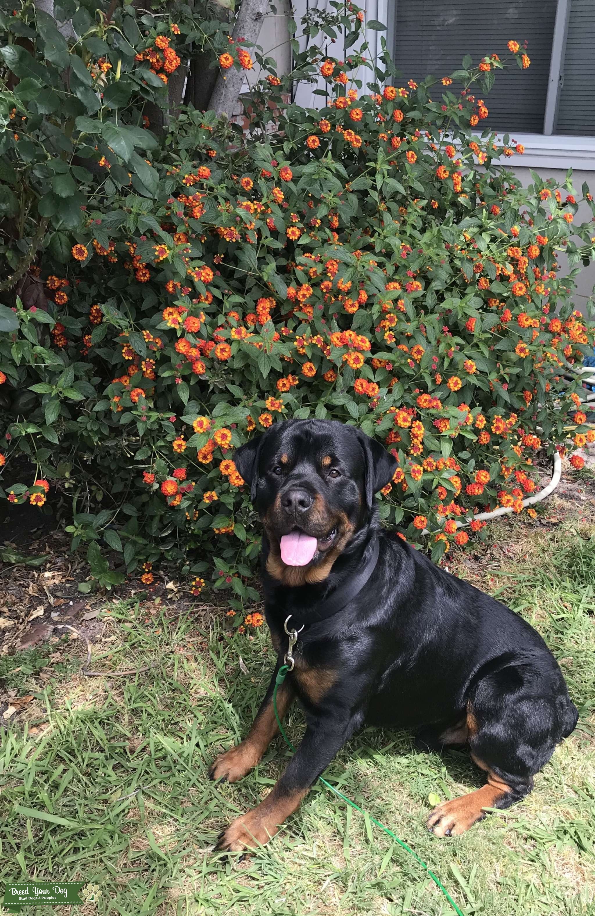 Rottweiler stud Stud Dog in Ca, the United States Breed Your Dog