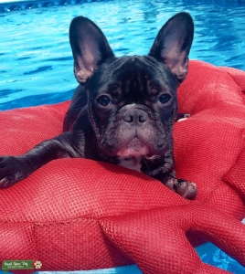 Black and White Mini Male Frenchie Listing Image