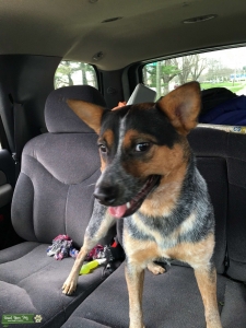 Blue heeler Listing Image