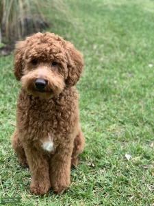 Mini Golden Doodle/Male Listing Image