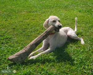 Female Labradoodle looking for a standard poodle boyfriend  Listing Image